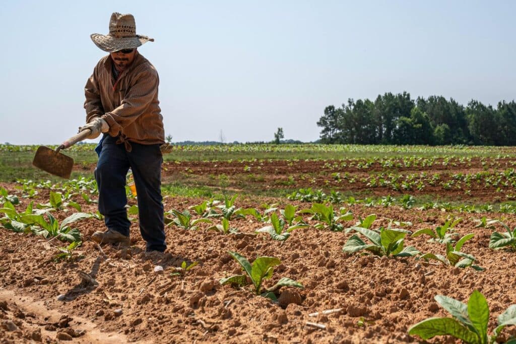 farmer plowing the soil in a tabacco farm